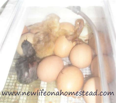 How To Hatch Chicks In An Incubator New Life On A Homestead