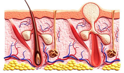 What Causes Boils On Buttocks How To Get The Core Out Of