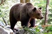 Der Bär Foto & Bild | europe, balkans, tiere Bilder auf fotocommunity
