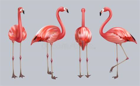 Tropical Birds Realistic Stock Illustrations 716 Tropical Birds