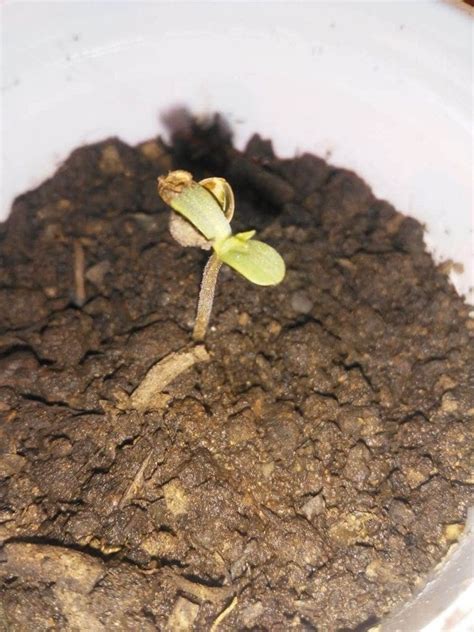 How To Germinate Cannabis Seeds A Guide For Beginners