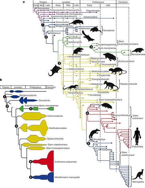 Mammals Evolution Tree Pets Lovers