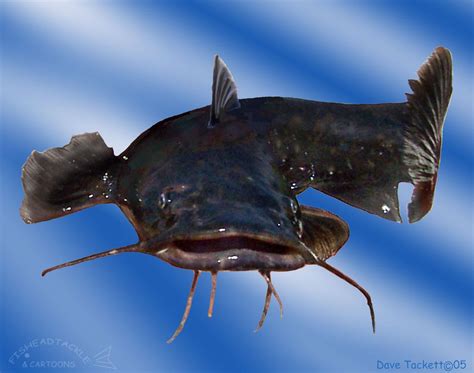 Flathead Catfish Wallpaper