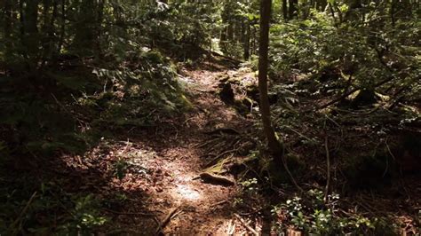 Aokigahara Forest The Sea Of Trees Youtube