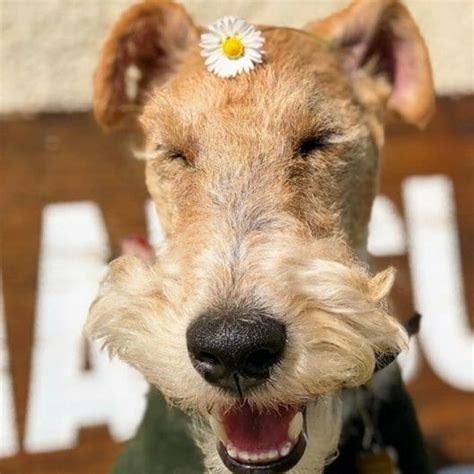 14 Amazing Facts About Airedale Terriers Petpress