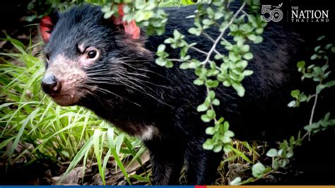 Scientists Moved Tasmanian Devils To Protect Them Now The Predatory