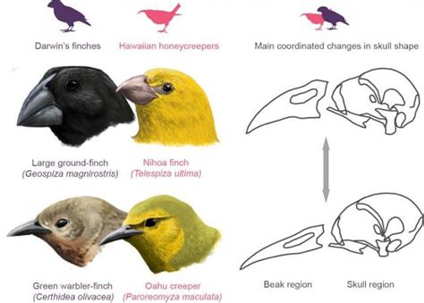 How The Development Of Skulls And Beaks Made Darwin S Finches One Of