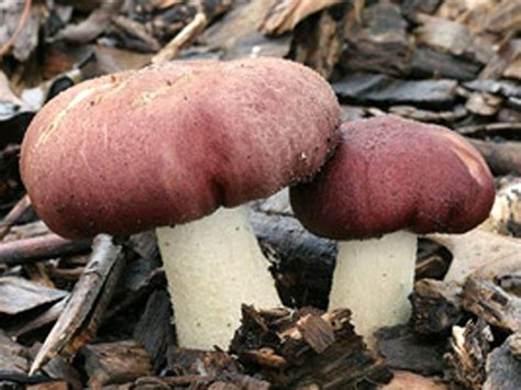 Світ грибів України Stropharia Rugosoannulata Строфарія зморшкувато