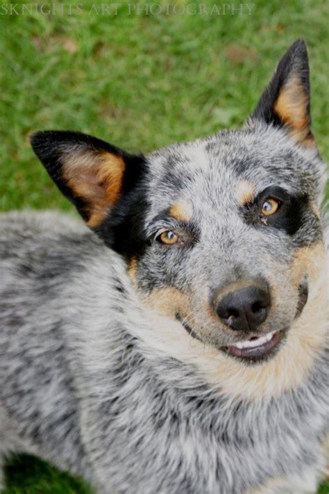 17 Best Images About Herding Dogs On Pinterest Blue