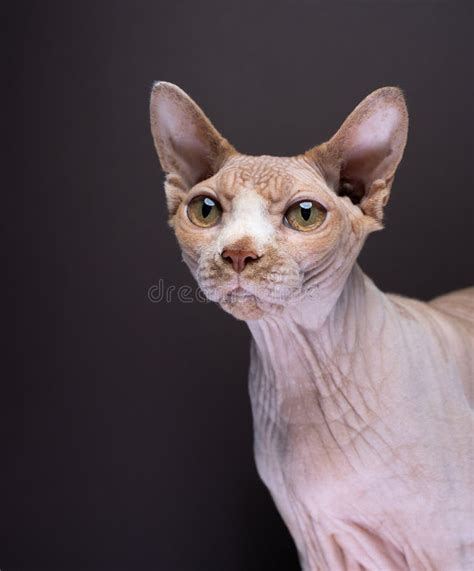 Sphynx Cat Portrait On Brown Studio Background Stock Photo Image Of