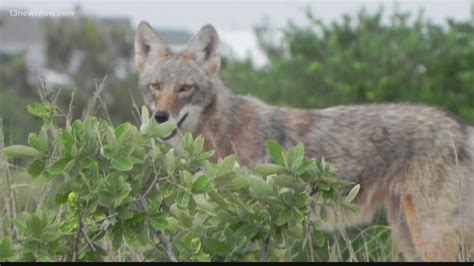 Check spelling or type a new query. Food left out at First Landing State Park attracts coyotes ...