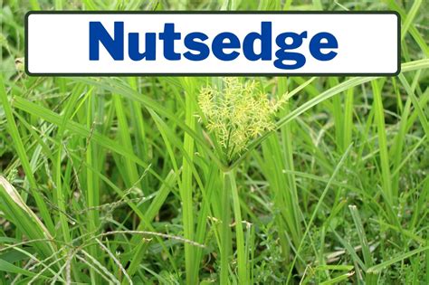 Weeds That Look Like Grass Identification Guide Gfl Outdoors