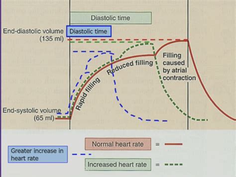 Cardiac Performance Flashcards Quizlet