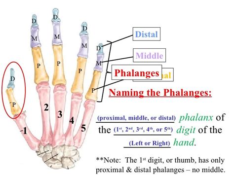 Phalanges Bone Anatomy
