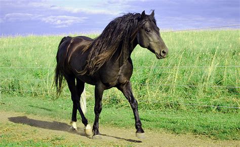 morgan horse breed information history  pictures