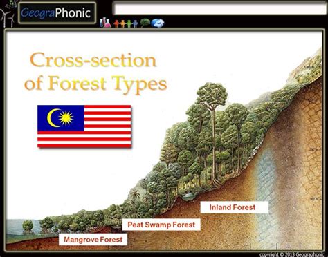 There are three types of business forms available to foreign companies in malaysia. Cross-section of forest types in Malaysia - PurposeGames