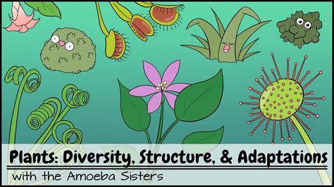 Plants Diversity Structure And Adaptations Youtube
