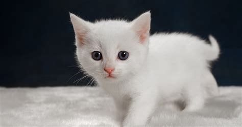 Best White Kittens Near Me Affordable Kitten Breeders In Us