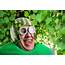Funny Man With Watermelon Helmet And Googles Stock Photo  Crushpixel