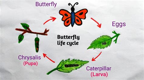 Draw Life Cycle Of Butterfly