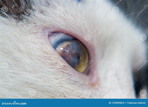 Cat Eye Ulcer Symptoms Cat Meme Stock Pictures And Photos Sexiz Pix