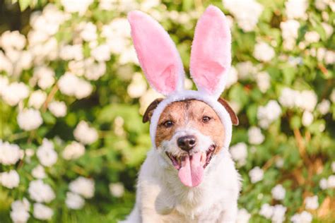 Dog With Bunny Ears Stock Photos Pictures And Royalty Free Images Istock