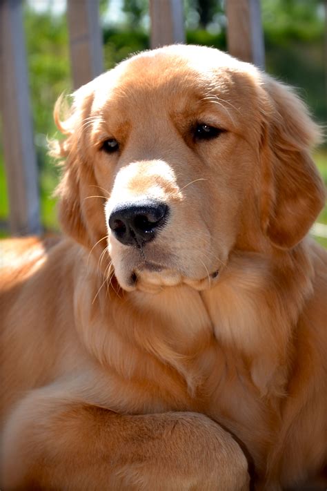 Golden Retriever Beautiful Dogs Dog Love Golden Retriever