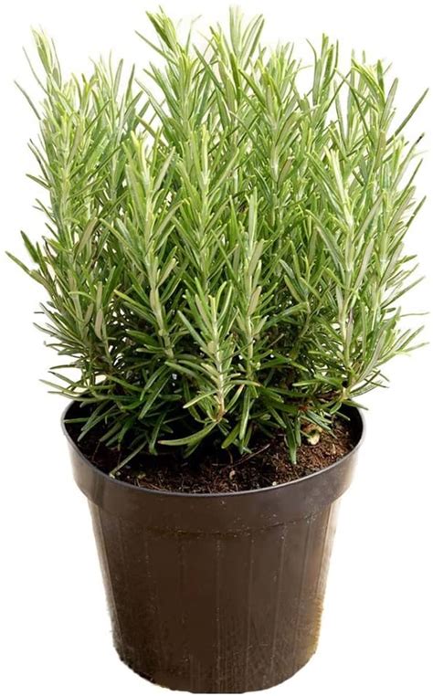 Rosemary Plant Care How To Grow Rosemary Indoors
