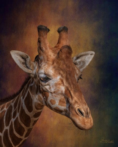Giraffe Portrait Terri Butler Photography