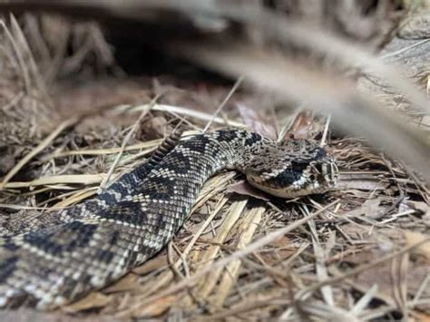 Top 9 Poisonous Snakes To Watch Out For In The Wilderness The