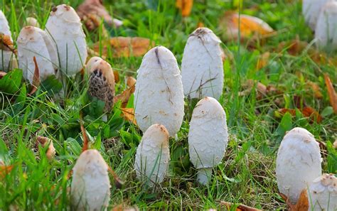 Common Wild Mushrooms In Pa Edible And Poisonous Plant Grower Report
