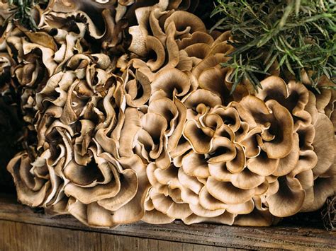 Shelf Mushroom Identification Home Design Ideas