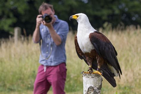 Wildlife Photography Competition Show Us Your Bird Of Prey Photos