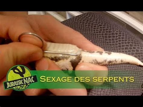 Sexage Des Serpents Youtube