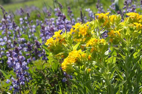 Top Things To Eat Indiana Dunes Wildflowers Nitdc