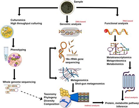 Modulating The Intestinal Microbiota Therapeutic Opportunities In