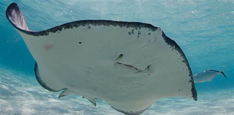 Stingray boats, hartsville, south carolina. Stingray City - Cayman Islands' Most Popular Attraction