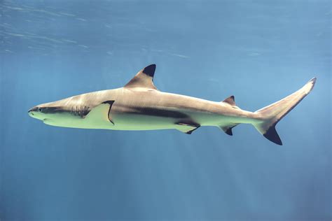 Sustainability Of Shark Fins Shark Finning
