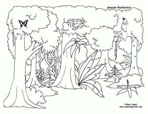 Forest coloring pages let kids check out all the trees, plants, and animals found in the forest. Rain Forest Trees Coloring Page - Coloring Home