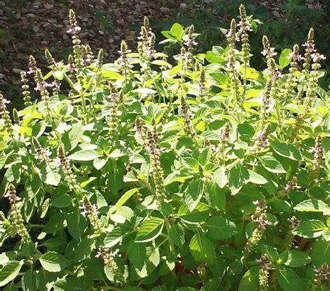 Treasure The Benefits Of Tulsi Herbal Living Tulsi Plant Tulsi