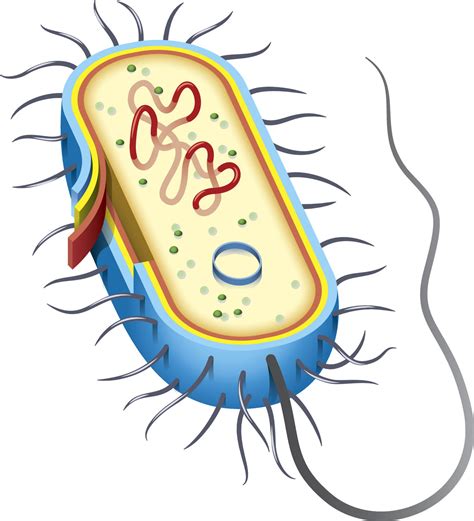 30 Label A Bacterial Cell