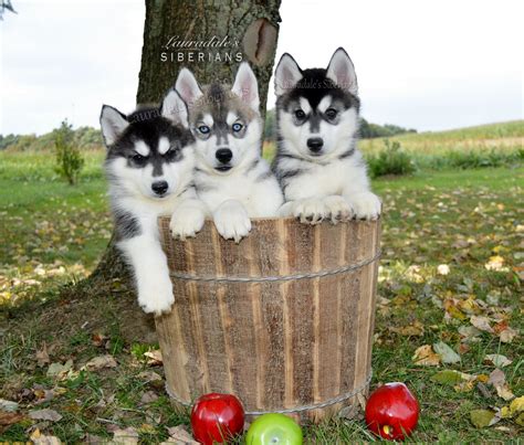 Huskies need acreage on which to roam and should be sheltered from hot temperatures. Lauradale's Siberian Husky Puppies For Adoption In ...