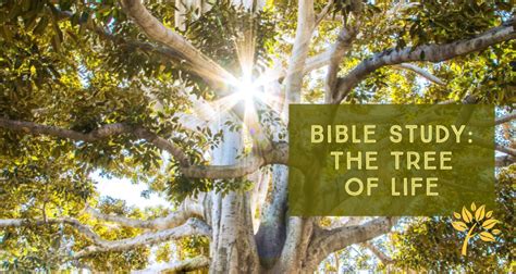 Bible Study: The Tree of Life - Global Ministries