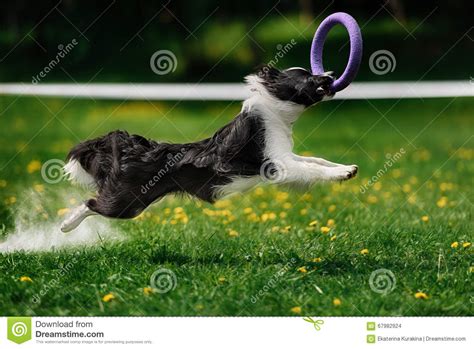 Border Collie Dog Catching Frisbee Stock Photo Image Of Flying