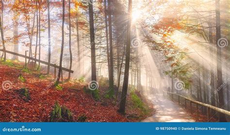 Road Through An Autumn Forest And Sun Rays Stock Photo Image Of