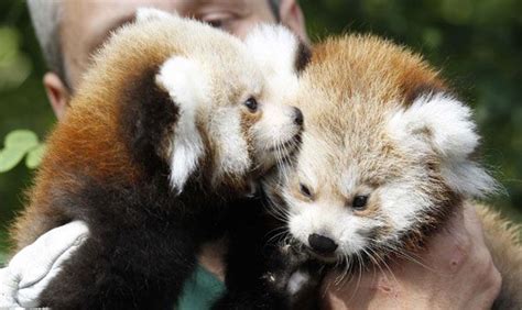 Two Newborn Red Panda Twin Cubs Pandas Named Kit And Kitty Panda Names