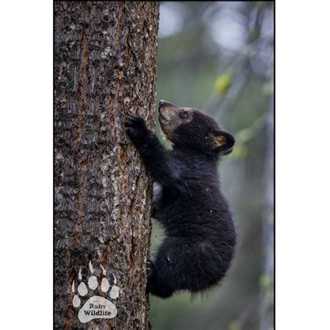 Cute Black Bear Cub Photo Print Baby Bear Cub Climbing Tree Etsy