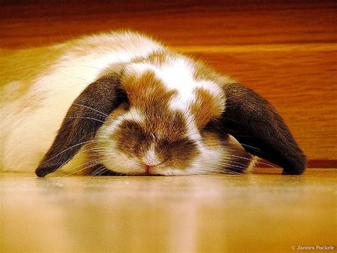 Im So Tired Sleepy Animals Rabbit Treats Sleeping Bunny