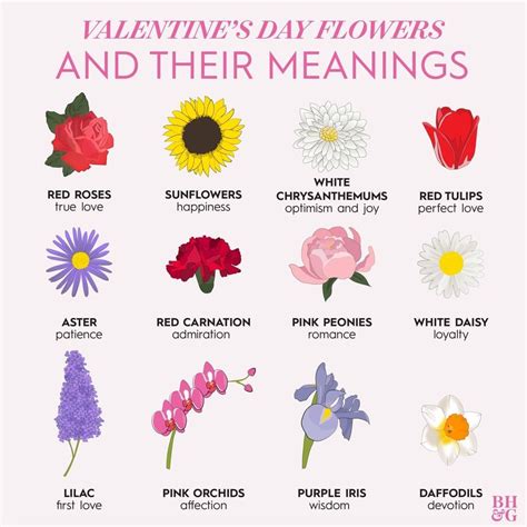 What Does Pink Flower Symbolize Phoebe Flower