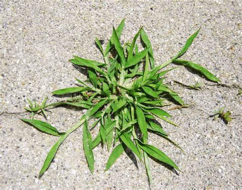 Lawn Tips Crabgrass